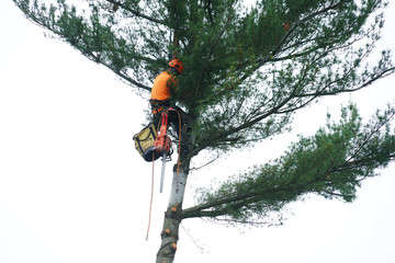 Tree Services